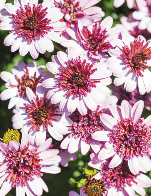 A cluster of vibrant, Osteospermum '3D Raspberry' African Daisy 6" Pots, featuring pink-tipped white blooms in full flourish.
