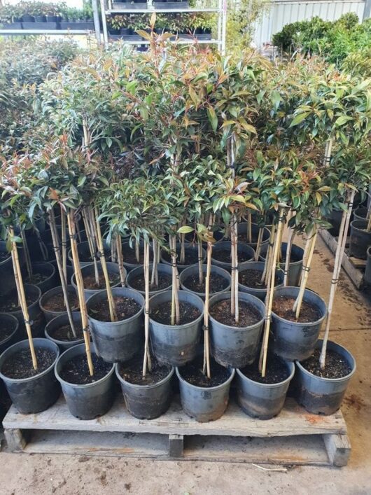 A group of Syzygium Lilly Pilly 'Standard' 3ft 8" Pot plants with slender stems and green leaves are arranged on a wooden pallet in a nursery, each showcasing their beauty.