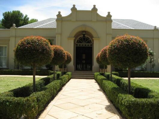 Manicured garden leading to an elegant entrance of a symmetrical building, adorned with standard Syzygium Lilly Pilly 'Standard' 3ft 8" pots.