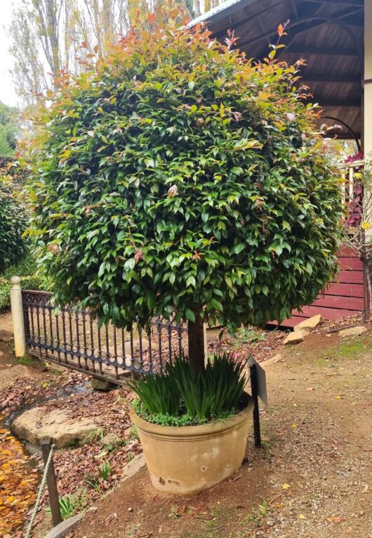 Syzygium Lilly Pilly 'Standards'