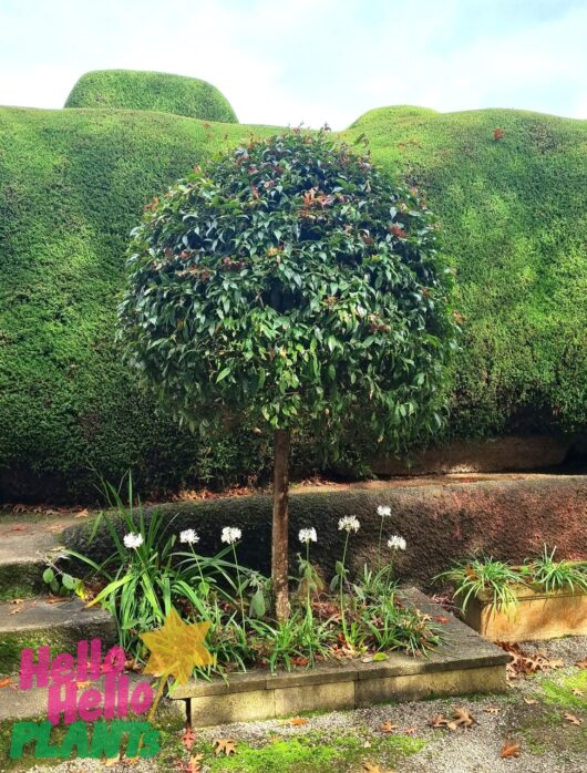 Syzygium Lilly Pilly 'Standards'