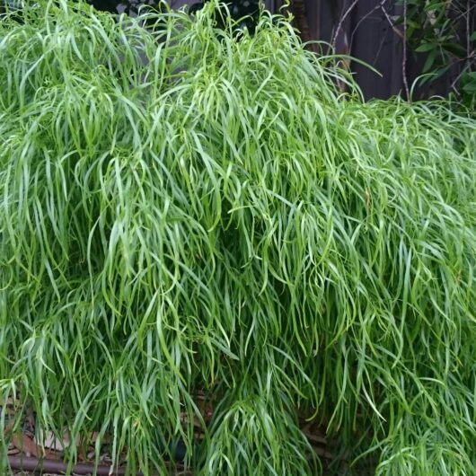 Lush green Acacia 'Fettuccini' plant with long, slender leaves draping gracefully over the sides of a planter.