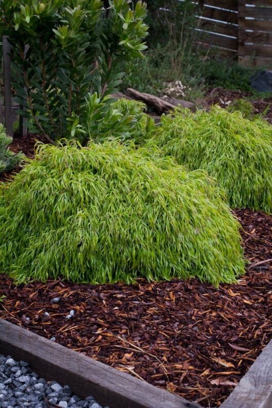 Sentence with Product Name: Lush green mounded Acacia 'Fettuccini' plants with long, thin leaves, situated in a tidy garden bed with dark mulch, surrounded by other greenery and a wooden border.