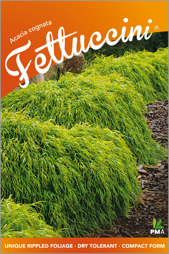 Acacia 'Fettuccini' - Hello Hello Plants & Garden Supplies