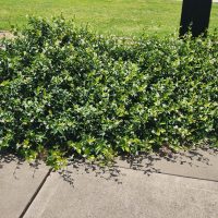 Trachelospermum 'Asiatic Jasmine'