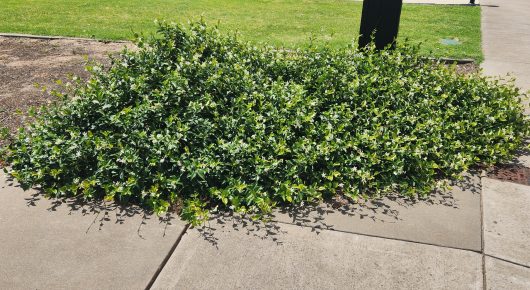 Trachelospermum 'Asiatic Jasmine'