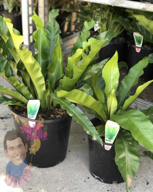 Potted Cycad 'Sago Palm' 10" Pot on display with decorative stakes featuring a cartoon face, placed on a shelf outside.