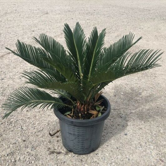 A Cycad 'Sago Palm' in a 12" pot displays long, narrow green fronds as it sits on a light-colored gravel surface.
