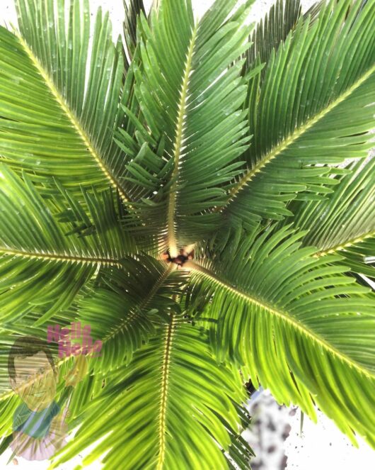Close-up photo of the symmetrical, radiating green fronds of a Cycad 'Sago Palm' 10" Pot, viewed from above, with a "hello" sticker partially visible.