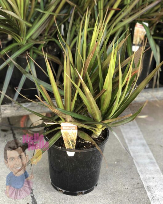 Cycad 'Sago Palm' in a 10" pot on a sidewalk with decorative "hello hello" tags and a cartoon face figure near the base.