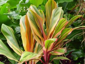 A tropical plant with orange and yellow leaves, known as Cordyline 'Early Morning Diamond' 7" Pot (Eco Grade).