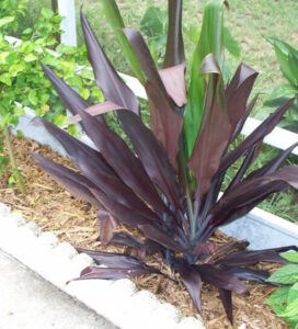 A Cordyline 'Negra' 8" Pot plant with purple leaves in a flower bed.