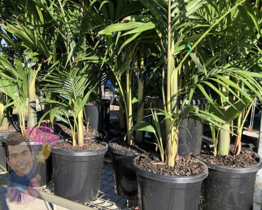 Rows of potted Archontophoenix 'Bangalow Palm' 12" Pot plants on a nursery bench with small cut-out figures at the base of two pots.