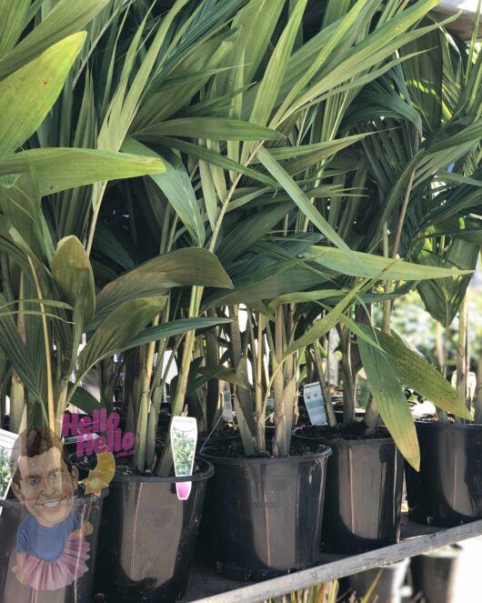 Archontophoenix 'Bangalow Palm' 8" Pot plants on a display shelf with a whimsical face cutout sign that says "hello" placed among the leaves.