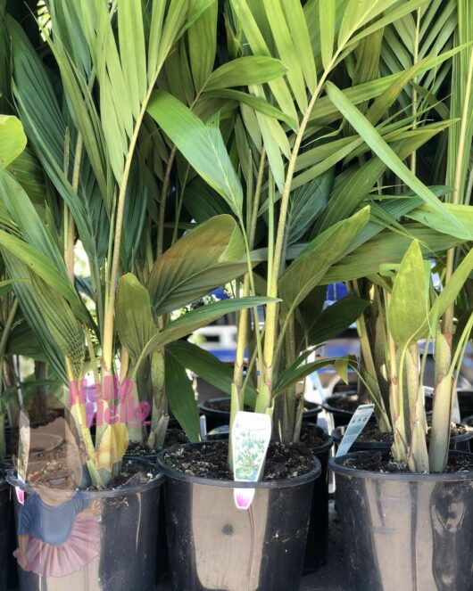Archontophoenix 'Bangalow Palm' 8" Pot plants displayed for sale, each with vibrant green leaves, standing against a blurred background.