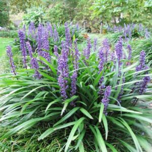 Vibrant purple Liriope muscari 'Big Blue' 6" Pot flowers blooming in a lush garden with green foliage in the background.