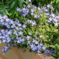 A cluster of small, light purple Campanula 'Serbian Bellflower' Blue 6" Pot flowers is blooming in a wooden planter surrounded by lush green foliage, adding a touch of natural beauty to the garden.