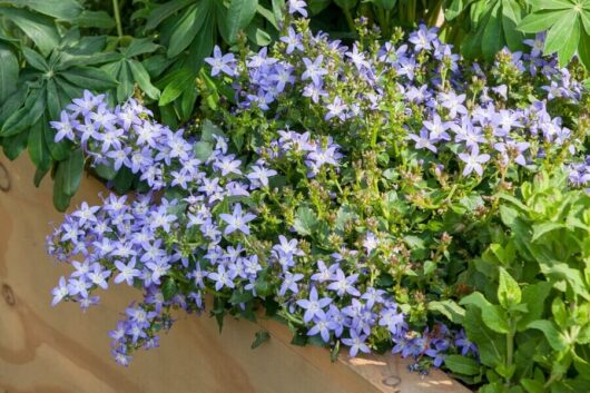 A cluster of small, light purple Campanula 'Serbian Bellflower' Blue 6" Pot flowers is blooming in a wooden planter surrounded by lush green foliage, adding a touch of natural beauty to the garden.