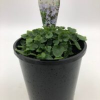 A blue pot contains a green leafy plant with a label that reads "Campanula 'Serbian Bellflower' Blue 6" Pot," featuring an image of the Serbian Bellflower’s white flowers.
