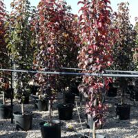 Rows of Pyrus 'Capital' Ornamental Pear trees with red leaves arranged in Pyrus 'Capital' Ornamental Pear 16" pots under a drip irrigation system in a nursery.