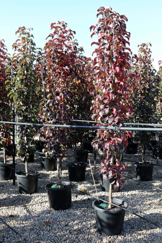 Rows of Pyrus 'Capital' Ornamental Pear trees with red leaves arranged in Pyrus 'Capital' Ornamental Pear 16" pots under a drip irrigation system in a nursery.