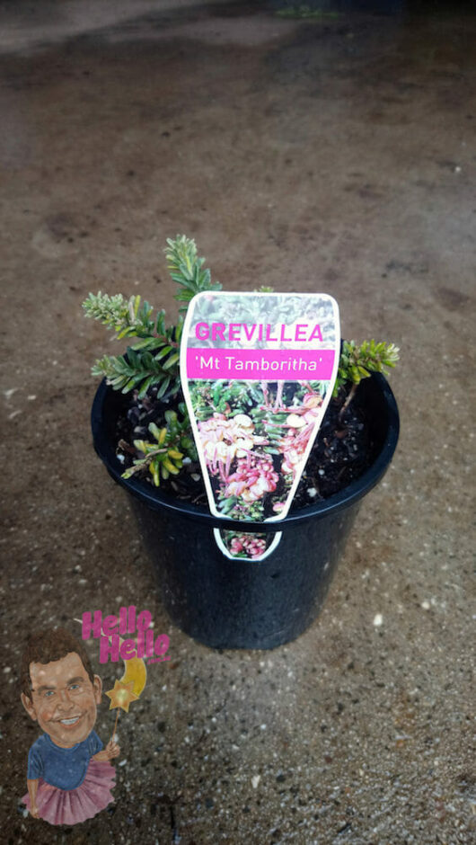 Grevillea Mt Tamboritha 6" Pot