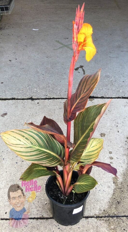 Canna Lily 'Tropicanna' 8" Pot