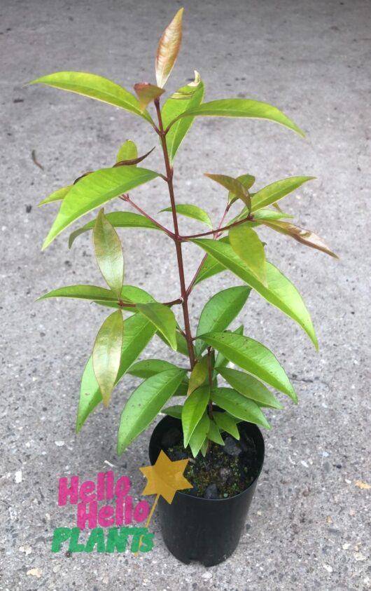 Syzygium 'Neighbours-Be-Gone' Lilly Pilly 3" Pot