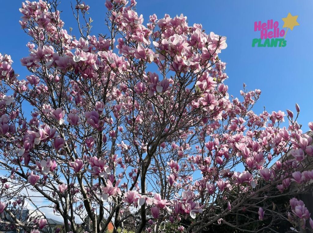 A soulangeana magnolia in flower in Melbourne