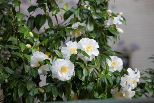 Camellia sasanqua 'Setsugekka'