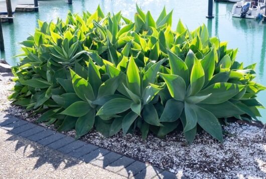 Agave attenuata