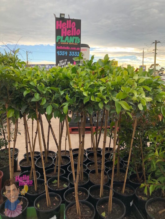 3ft Standard Ficus