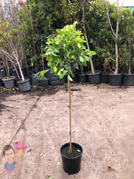 3ft Standard Ficus