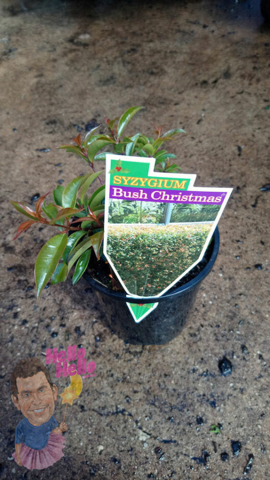 Lilly Pilly Bush Christmas 6" Pot