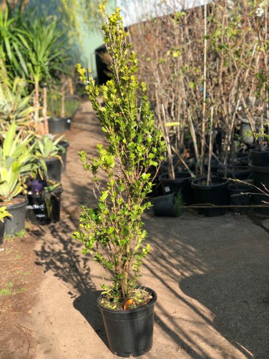 Lilly Pilly Orange Twist 10" Pot