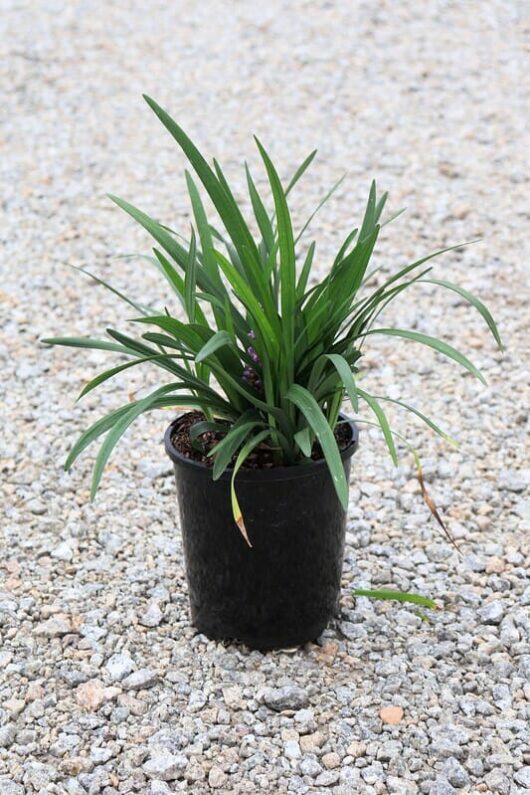 A potted Liriope muscari 'Big Blue' 6" Pot plant with long green leaves, placed on a gravel surface.