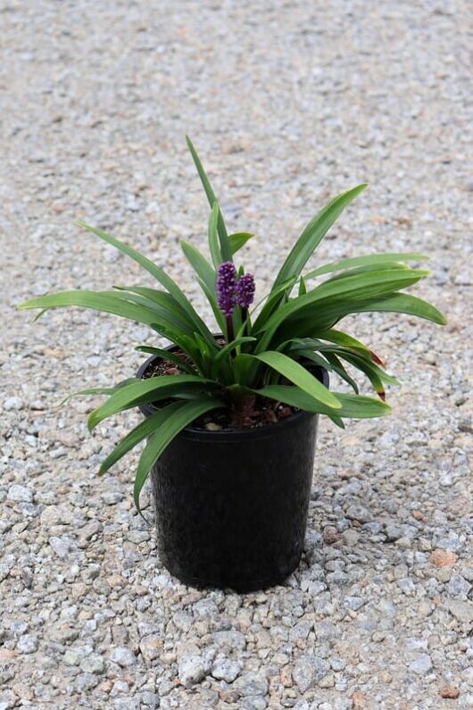 A Liriope 'Royal Purple' 6" Pot with long green leaves and small purple flowers, placed on a gravel surface.
