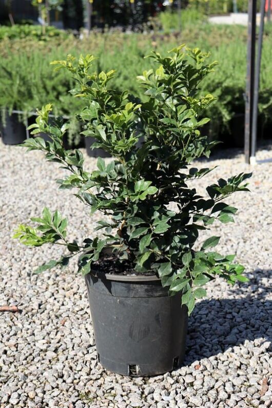 A Murraya 'Orange Jessamine' 10" Pot plant on a gravel surface in a nursery setting with rows of plants in the background.