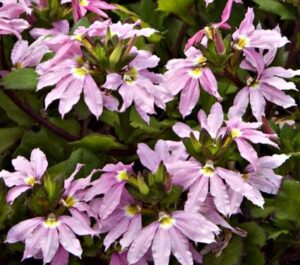 A group of Scaevola 'Pink Ribbon' 6" Pot flowers with pink ribbons and green leaves.