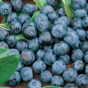 Close-up of fresh blueberries, including Vaccinium 'Sunshine Blue' Blueberry 6" Pot, with visible water droplets and green leaves nestled among them.