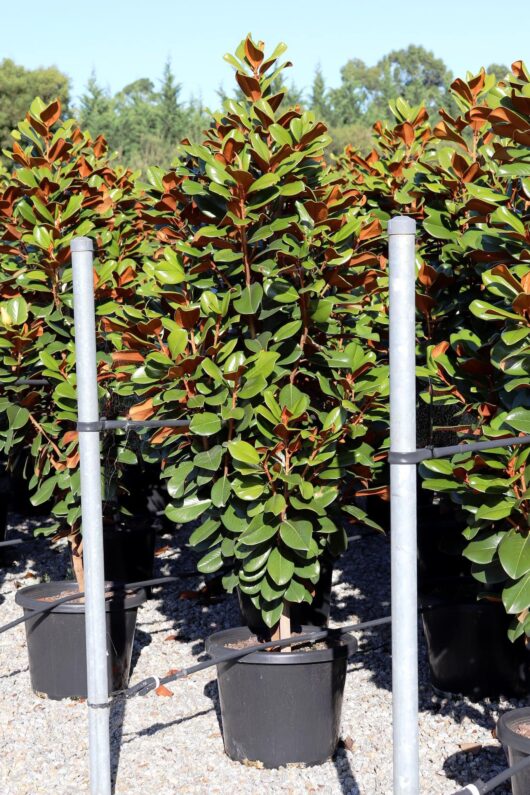 Rows of potted Magnolia 'Teddy Bear' 16" Pot plants supported by metal stakes in a nursery under bright sunlight.