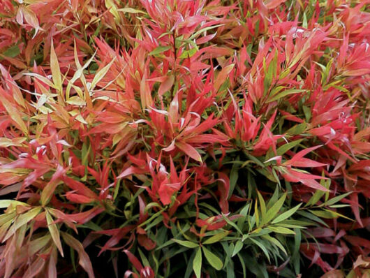 Vibrant red and green foliage of Callistemon 'Great Balls of Fire' 8" Pot ornamental plants.
