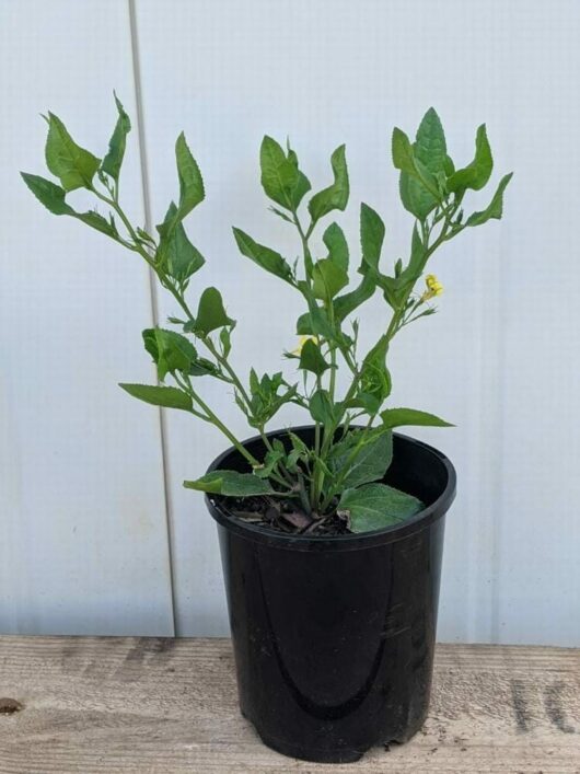 Goodenia ovata 'Hop Goodenia' 6" Pot