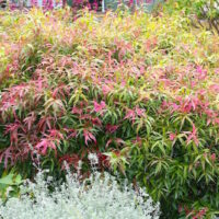 A Callistemon 'Great Balls of Fire' shrub with red and pink leaves in an 8" pot.