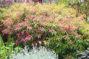 A Callistemon 'Great Balls of Fire' shrub with red and pink leaves in an 8" pot.