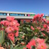 Flowering gums in front of a restaurant.