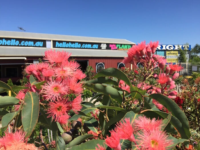 Feature image Flowering gums in front of a restaurant.