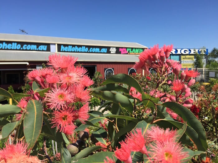 Flowering gums in front of a restaurant.