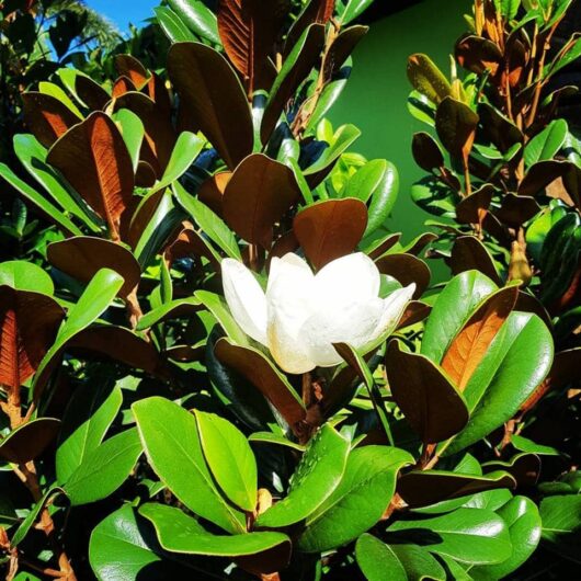 A single Magnolia 'Teddy Bear' 16" Pot flower blooming among glossy green and brown leaves under bright sunlight.