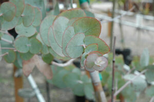 Eucalyptus 'Argyle Apple Gum' 16" Pot leaves on an Eucalyptus 'Argyle Apple Gum' 16" Pot plant.